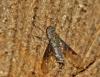 Anthrax trifasciatus